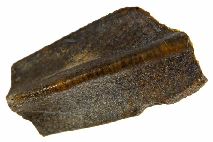 Fossil Hadrosaur (Edmontosaurus) Tooth - Wyoming #330923